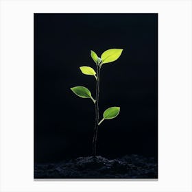 Young Plant Sprouting From The Ground 1 Canvas Print