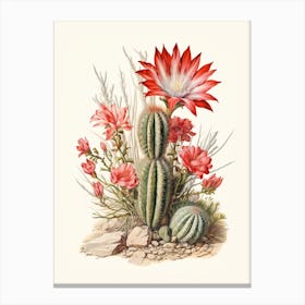 Vintage Cactus Illustration Zebra Cactus 2 Canvas Print