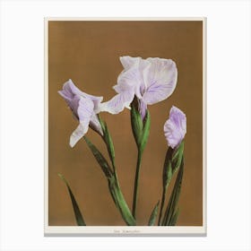 Iris Kæmpferi, Hand Colored Collotype From Some Japanese Flowers, Ogawa Kazumasa Canvas Print