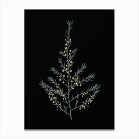 Vintage Sea Asparagus Botanical Illustration on Solid Black n.0676 Canvas Print