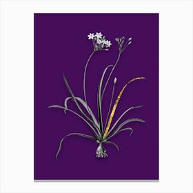 Vintage Allium Fragrans Black and White Gold Leaf Floral Art on Deep Violet n.0145 Canvas Print