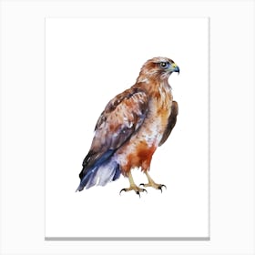 Red Tailed Hawk.2 Canvas Print