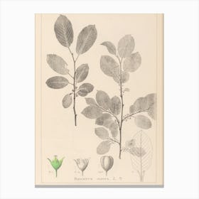 Botanical Illustration Of A Tree Canvas Print