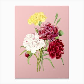 Vintage Carnation Botanical on Soft Pink Canvas Print