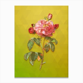 Vintage Duchess Of Orleans Rose Botanical Art on Empire Yellow n.0342 Canvas Print