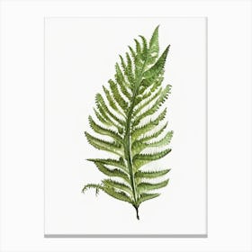 Forked Spleenwort Watercolour Canvas Print