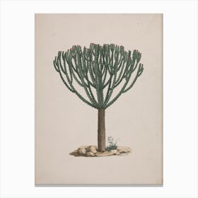 Ethiopian Tree Spurge, Luigi Balugani 1 Canvas Print
