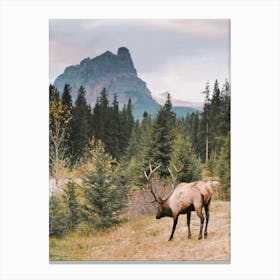 Montana Elk View Canvas Print