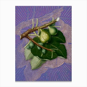 Vintage Fig Botanical Illustration on Veri Peri n.0400 Canvas Print