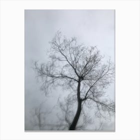 Bare Tree 1 Canvas Print