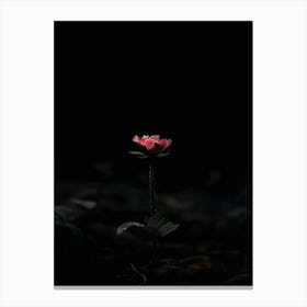 Dark Rose 173 Canvas Print