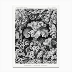 Hexacoralla–Sechsstrahlige Sternkorallen, Ernst Haeckel Canvas Print