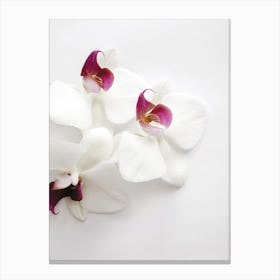 White Wild Orchid Canvas Print