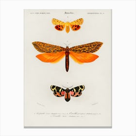 Different Types Of Moths, Charles Dessalines D'Orbigny Canvas Print