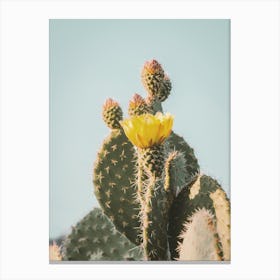 Warm Cactus Flowers Canvas Print