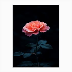 Dark Rose 97 Canvas Print