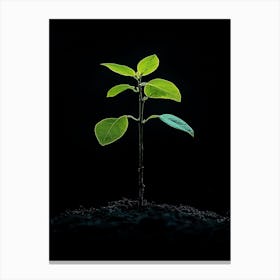 Small Green Plant On Black Background 26 Canvas Print