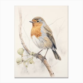 Vintage Bird Drawing European Robin 2 Canvas Print