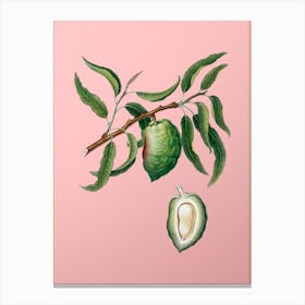 Vintage Almond Botanical on Soft Pink n.0535 Canvas Print