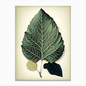 Quaking Aspen Leaf Vintage Botanical 2 Canvas Print