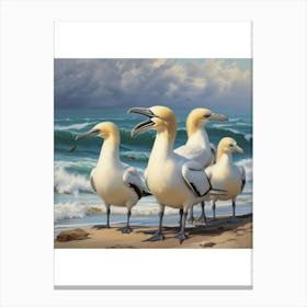 Gannets On The Beach Canvas Print