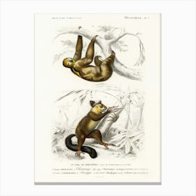 Three Toed Sloth (Bradypus Ustus) And Aye Aye (Cheiromys Madagascariensis), Charles Dessalines D' Orbigny Canvas Print