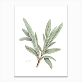 Sage Herb Sprig - Botanical Wall Print Set | Floral Collection 1 Canvas Print