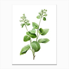 Catnip Vintage Botanical Herbs 2 Canvas Print