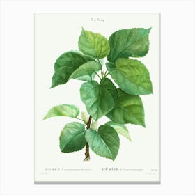 White Mulberry, Pierre Joseph Redoute Canvas Print