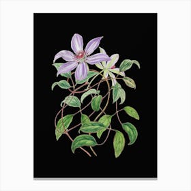 Vintage Violet Clematis Flower Botanical Illustration on Solid Black n.0795 Canvas Print
