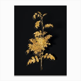 Vintage Alpine Rose Botanical in Gold on Black n.0118 Canvas Print