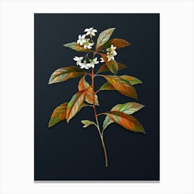 Vintage Sweet Pittosporum Branch Botanical Watercolor Illustration on Dark Teal Blue n.0626 Canvas Print