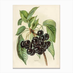 Vintage Illustration Of Early Rivers Cherries, John Wright Canvas Print