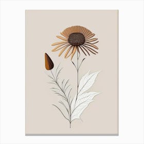 Echinacea Spices And Herbs Retro Minimal 4 Canvas Print