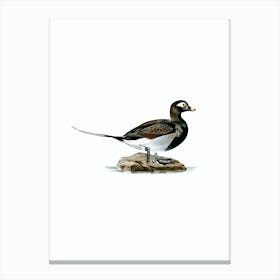 Vintage Long Tailed Duck Male Bird Illustration on Pure White n.0036 Canvas Print
