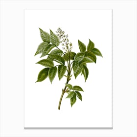 Vintage European Bladdernut Botanical Illustration on Pure White n.0508 Canvas Print