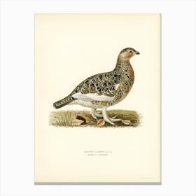 Willow Ptarmigan Male, The Von Wright Brothers Canvas Print