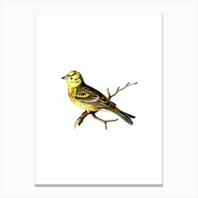 Vintage Yellowhammer Male Bird Illustration on Pure White n.0156 Canvas Print