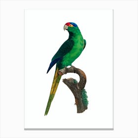 Vintage Red Fronted Parakeet Bird Illustration on Pure White Canvas Print