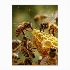 Halictidae Bee Realism Illustration 1 Canvas Print