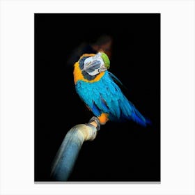 Blue And Yellow Macaw 1 Canvas Print