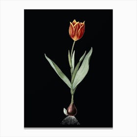 Vintage Tulip Botanical Illustration on Solid Black n.0268 Canvas Print