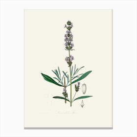 Vintage Botanical John Stephenson and James Morss Churchill Art Print _2731673 Canvas Print