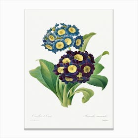 Primula Auricula (1827), Pierre Joseph Redoute Canvas Print