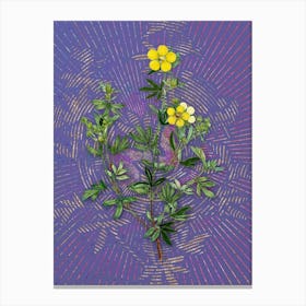 Vintage Yellow Buttercup Flowers Botanical Illustration on Veri Peri n.0228 Canvas Print