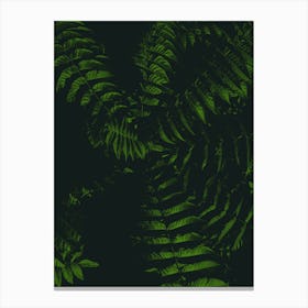 Fern Leaves On A Black Background Canvas Print