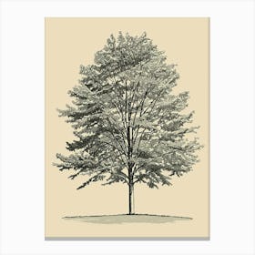 Beech Tree Minimalistic Drawing 2 Canvas Print