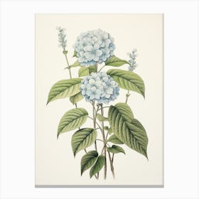 Ajisai Hydrangea 2 Vintage Japanese Botanical Canvas Print