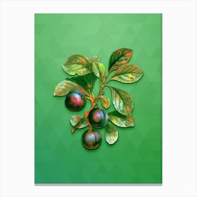 Vintage Cherry Plum Botanical Art on Classic Green n.0392 Canvas Print