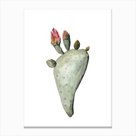 Botanical Illustration Cactus Flowers Canvas Print
